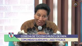 La Papa Tocosh Es Utilizada Medicinalmente Para Enfermedades Cerebrales