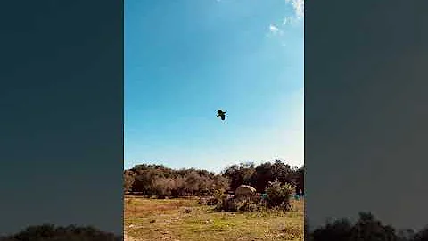 Quanto costa un amazzone fronte gialla?