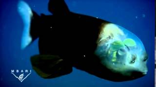 039 Macropinna Microstoma A Deep Sea Fish With A Transparent Head And Tubular Eyes
