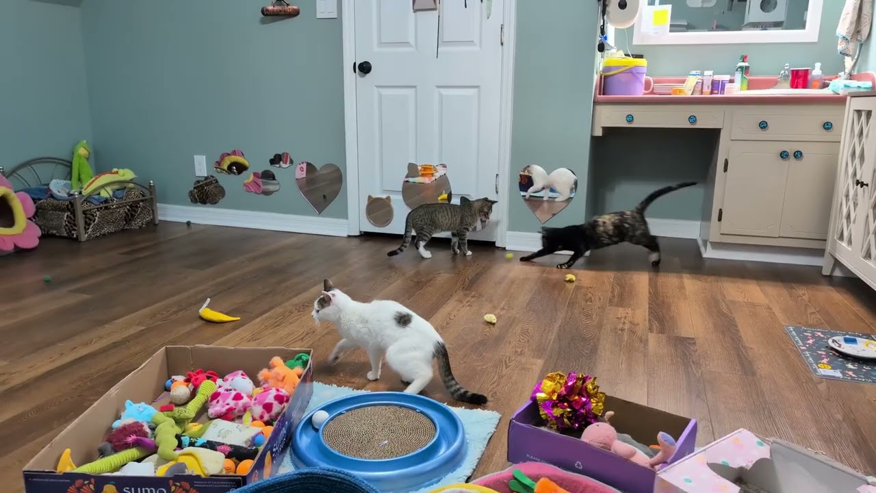 Nightcaps & Kate & Ollie: Time to play!