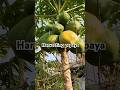 Harvesting papaya in roof garden vairalshort papaya