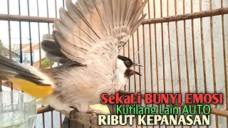 Suara Burung Kutilang Gacor Tarung Tanpa Isian Ampuh Untuk Pikat Kutilang Jadikan Kutilang Ribut