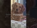 Dog's reaction after farting #PetTok #FunnyDogs#TryNotToLaughChallenge#DogFartReactions#ViralPets202