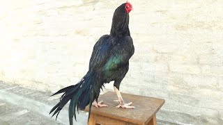 Black Belt Blue Band Rooster Mushka Aseel Murga Nawab Blood Line