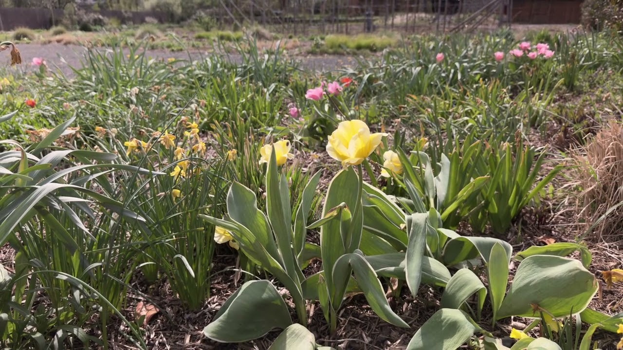 Tavaszi hagymások a kertben