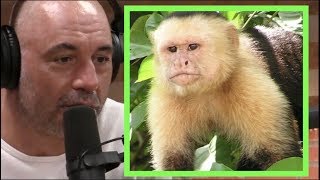 Joe Rogan | Monkeys in Costa Rica w/Andrew Santino