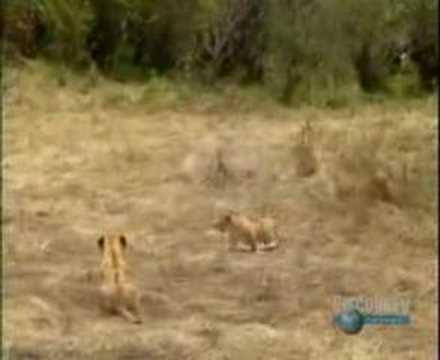 Battle in Kruger Park / myLot