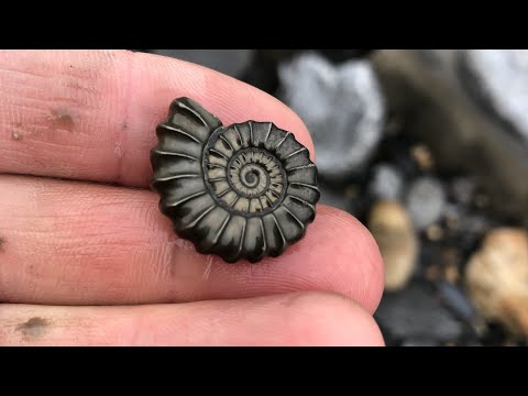 Ammonites