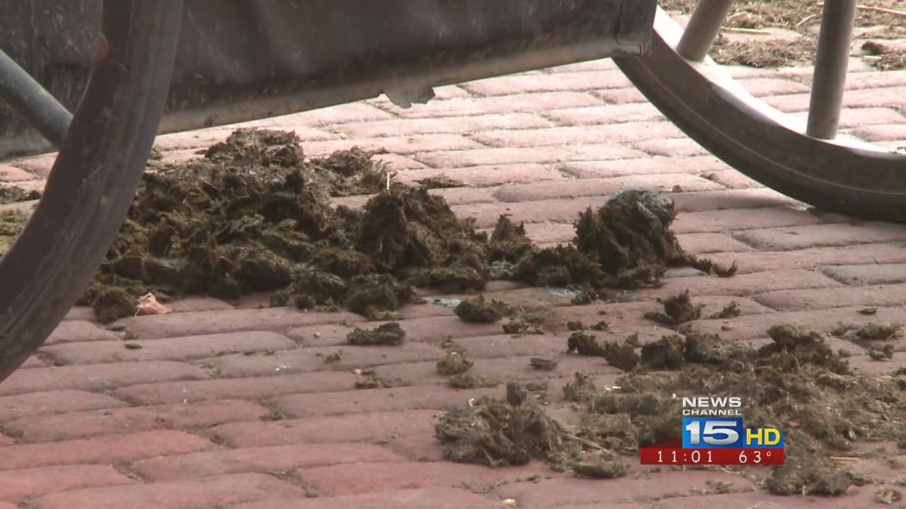 Horse Diapers YouTube