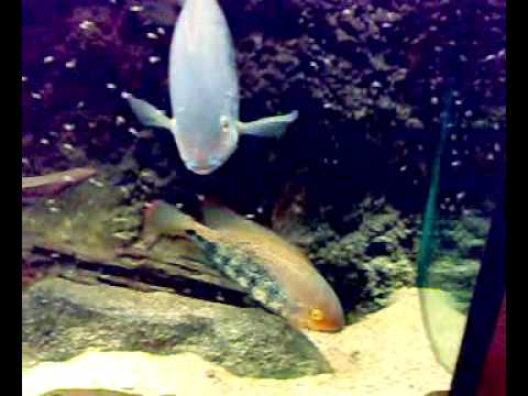 video phone beyonce mp3 Fry (day 3), Vieja sp. Coatzacoalcos "Rio Junapan" F0