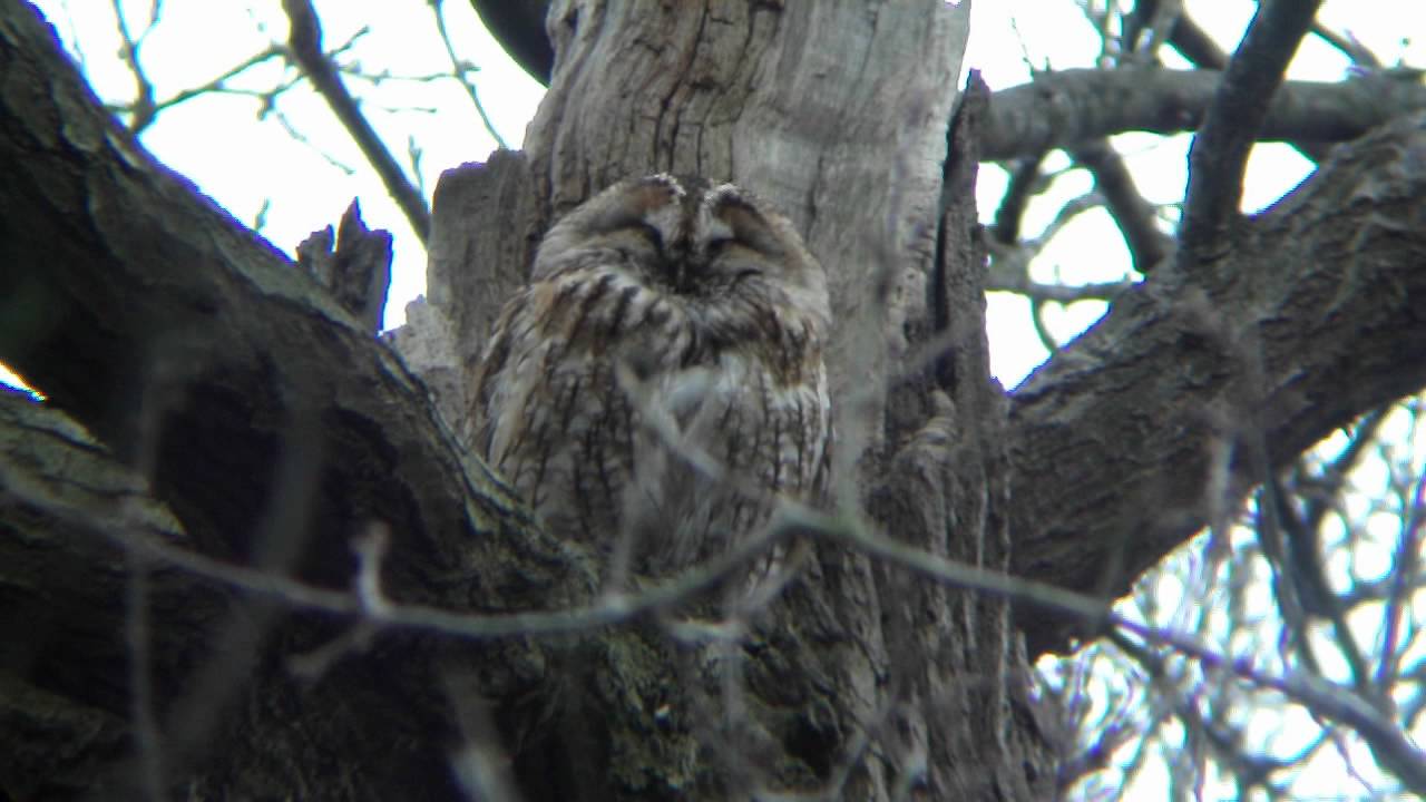 photography en español Tawney Owl