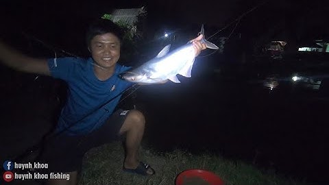 BÀI MỒI CÂU CÁ TRA HỒ DỊCH VỤ ĐƠN GIẢN MÀ ĂN THẬT