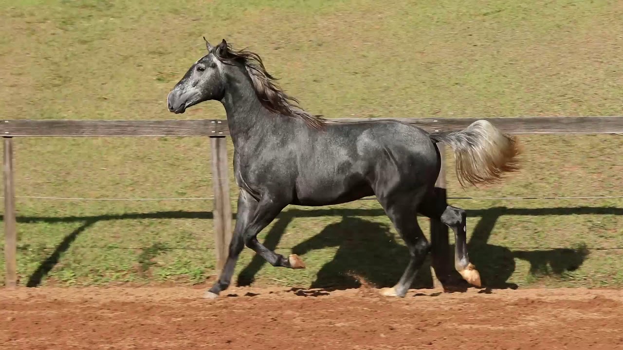 LOTE 15 OTOMANO INTERAGRO (vendido/sold) - YouTube