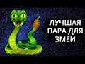 Совместимость знака Змея  - лучшая пара