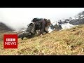 The perilous search for 'Himalayan viagra' - BBC News