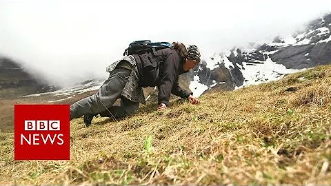 The perilous search for 'Himalayan viagra' - BBC News