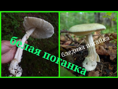 2 КРАЙНЕ ядовитых гриба. Как различаются БЛЕДНАЯ поганка и Вонючий Мухомор (БЕЛАЯ поганка)