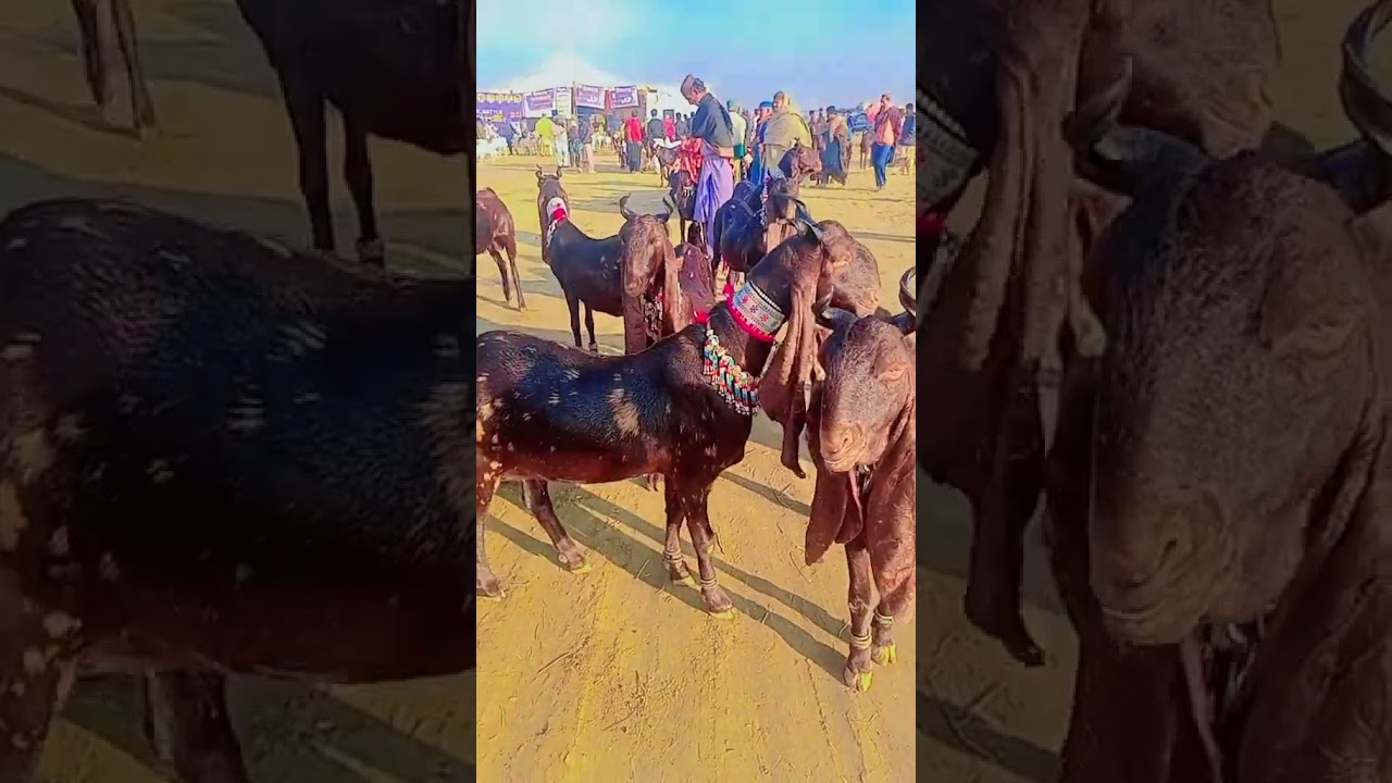 Secrets of Kamori Goat Beauty