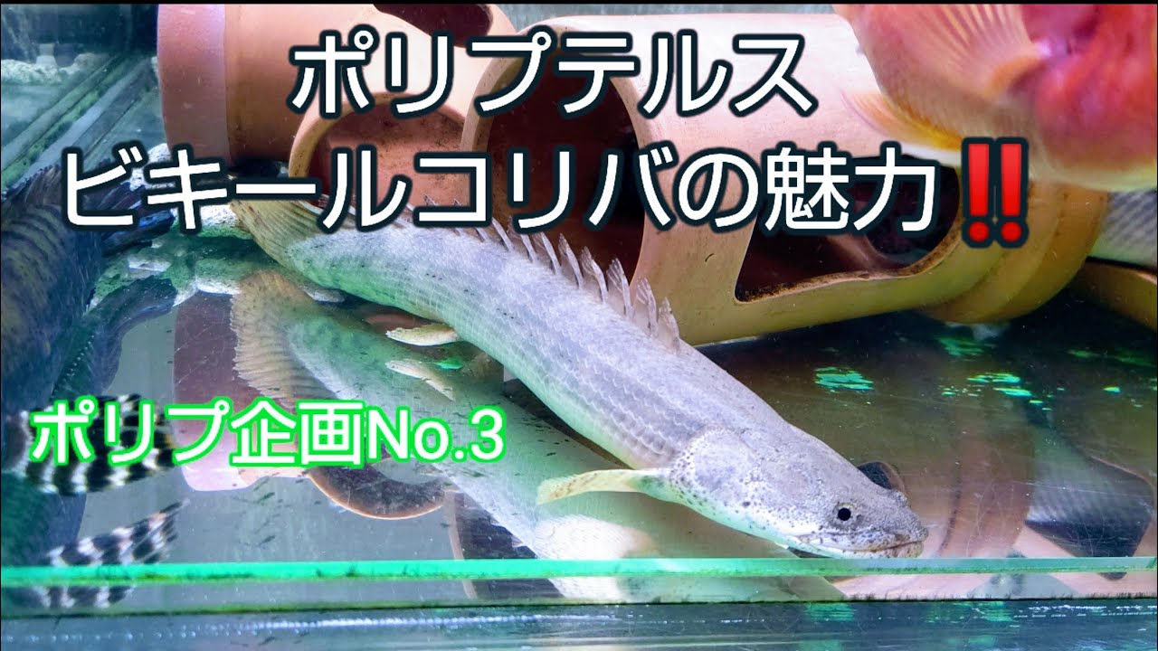 ポリプテルスビキールコリバの魅力‼️ポリプ企画No.3 - YouTube ポリプテルスビキールコリバの魅力‼️ポリプ企画No.3 - YouTube
