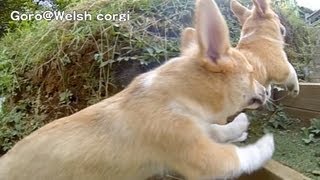 20130914 Part 7 cute corgi puppies stairs / コーギー子犬 階段