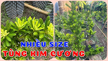 Cây Tùng kim cương nhiều size | 0386569374 - Ngọc Ngân Bến Tre | Chuyên cây độc lạ