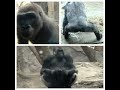 Funny Gorilla pees and hits glass