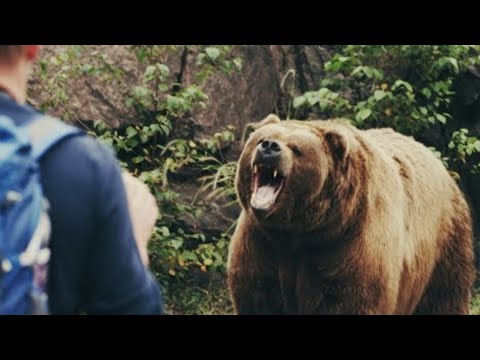 Животный страх: Медведи (Документальные фильмы National Geographic)