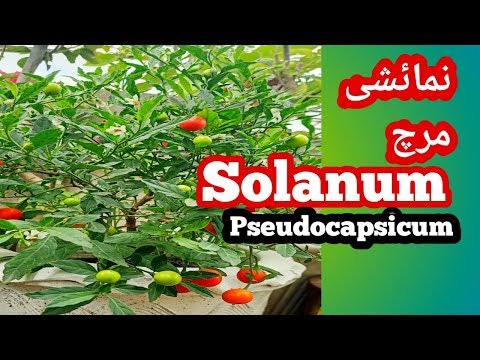 Video: Maaari ka bang kumain ng winter cherry Solanum?