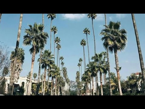 Видео: Как называются высокие пальмы в Калифорнии?