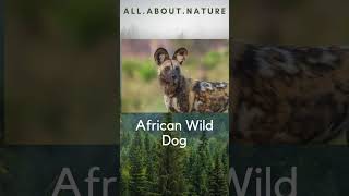 African Mammals Quiz