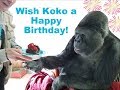 Celebrating Koko's Life on her Birthday (2018)