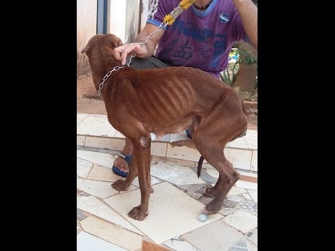 Vídeo: Cachorro Pit Bull Se Recuperando Depois De Sofrer Abuso Horrível