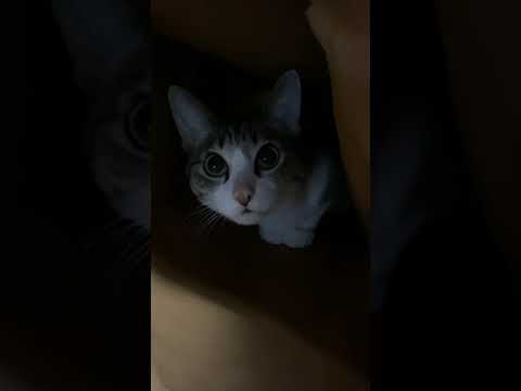 見つかったかくれんぼ猫 - Cats hide and seek - #Shorts