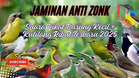 Suara Pikat Burung Kecil Kombinasi Kutilang Ribut Paling Ampuh.