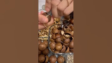 Macadamia nut can only open from its key #macadamianuts #macadamia #nuts #shorts #healthy #like #lif