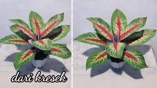 Cara membuat bunga aglonema dari plastik kresek