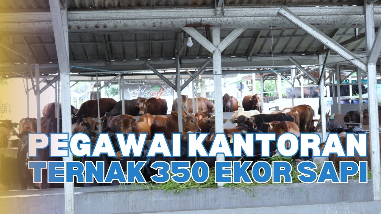PETERNAKAN SAPI DI TENGAH KOTA JAKARTA, TIDAK ADA BAU DAN LALAT #halobos #kandangsapibetawimuda