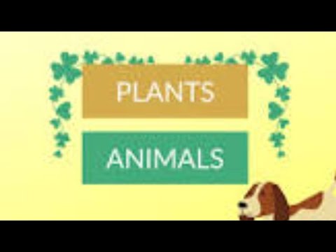 Difference between plants