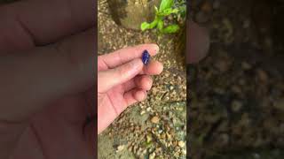 Celebrity 🥰🥰 #love #newmusic #newsong #music #remix #gemstone #colonelkkjϟ #beach #ruby #gems Net Worth