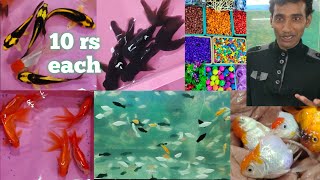 king's fish world pet hub in Hyderabad | Sunday offer on fishes specially for kids | aquarium setup