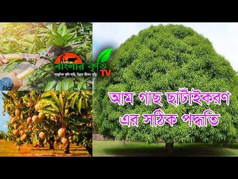 আম গাছ ছাটাঁইকরণ এর সঠিক পদ্ধতি I Mango Pruning I Banglar Krishi Tv