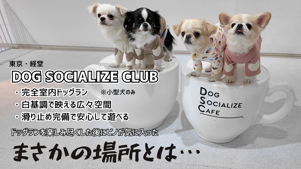【DOG SOCIALIZE CLUB】ドッグランを楽しみ尽くした後にピノが気に入ったまさかの場所とは…