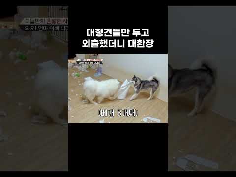 대형견 3마리가 부른 재앙 #shorts