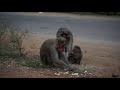 Monkey family eating chips in India