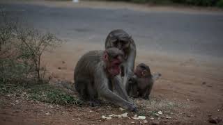 Monkey family eating chips in India