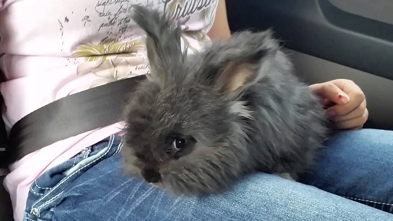 meet momo flufflepuff my baby english angora rabbit youtube