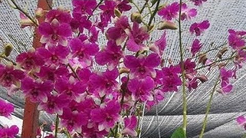 Đồng Tiền Hồng Vòi Dài,Siêng Bông,Dễ Trồng Rất Đáng Chơi