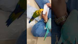 Un wrapping the #Kaz &amp; #Dhondhon toys #India Ringneck🩵❤️‍🔥#sunconure