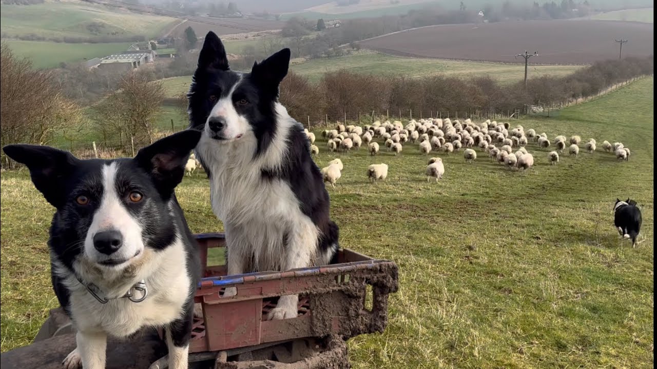 Two amazing collie sheepdogs herding sheep in Scotland