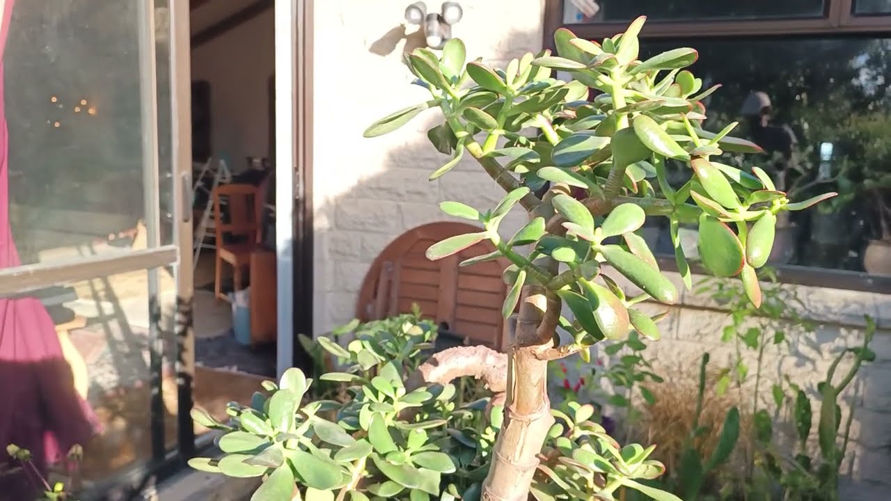 #videos#garden#gardening#plants#jadeplant#crassulaovata@kapcoastsunsetcliviaseascapes